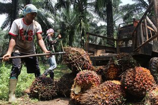 Rapat Gubernur se-Sumatera bahas tantang anjlok harga sawit hingga potensi chaos di masyarakat (foto/int)